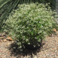 Эуфорбия Euphorbia Star Dust White