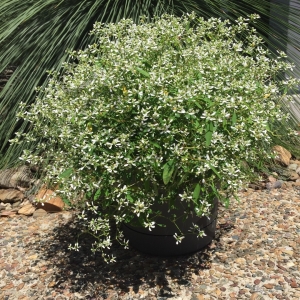 Эуфорбия Euphorbia Star Dust White