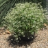 Эуфорбия Euphorbia Star Dust White Эуфорбия Euphorbia Star Dust White