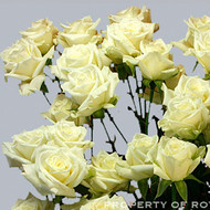 Роза White Bubles