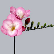 Фрезия  Margaret