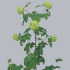 Viburnum_Roseum_Per_Steel.jpg Вибурнум Viburnum Roseum Per Steel