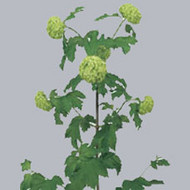 Вибурнум Viburnum Roseum Per Steel