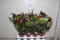 Антуриум Brown Giant