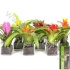 Бромелия Arrangement Finca 033