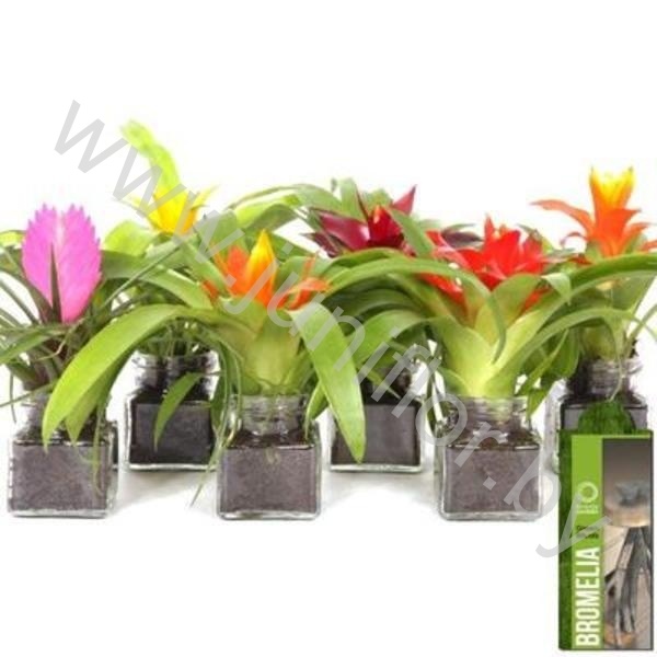 Бромелия Arrangement Finca 033
