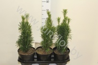 Хвоиник Conifers Cephalotaxus Fastigiata