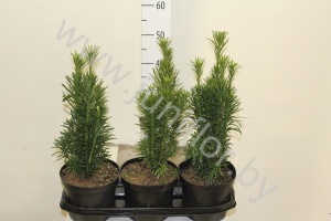 Хвоиник Conifers Cephalotaxus Fastigiata