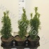 Хвоиник Conifers Cephalotaxus Fastigiata Хвоиник Conifers Cephalotaxus Fastigiata