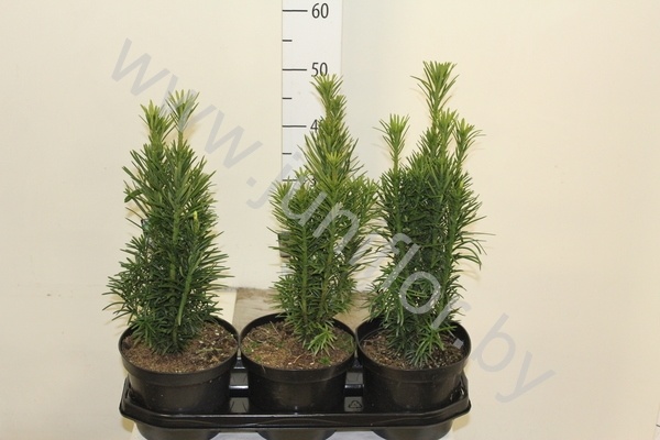 Хвоиник Conifers Cephalotaxus Fastigiata