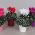 Цикламен Cyclamen Glitters In Bombe Keramiek Цикламен Cyclamen Glitters In Bombe Keramiek