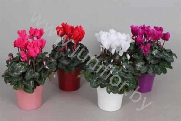 Цикламен Cyclamen Glitters In Bombe Keramiek