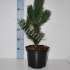 Ель Pinus Satellit Ель Pinus Satellit