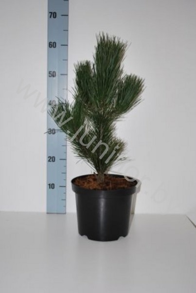 Ель  Pinus Satellit