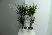 Драцена Dracaena Marginata 30-10