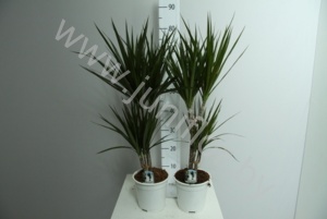 Драцена Dracaena Marginata 30-10