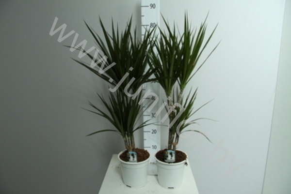 Драцена Dracaena Marginata 30-10 Драцена Dracaena Marginata 30-10