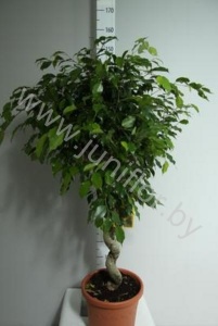Фикус Ficus Exotica Spiraal