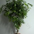Фикус Ficus Exotica Spiraal
