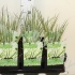 Аир Acorus Gram.Aureovariegatus Аир Acorus Gram.Aureovariegatus