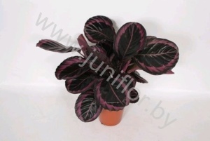 Калатея Calathea Surprise Star