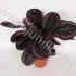 Калатея Calathea Surprise Star Калатея Calathea Surprise Star