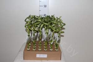 Бамбук Lucky B. Spiraal In Tube&Tray