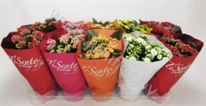 Каланхоэ Kalanchoe Tisento Gem. In Seasonhoe