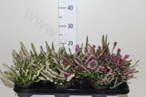 Эрика Erica Darleyensis Gemengd