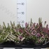 Эрика Erica Darleyensis Gemengd Эрика Erica Darleyensis Gemengd