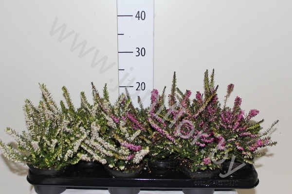Эрика Erica Darleyensis Gemengd