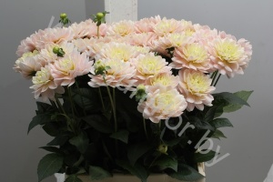 Георгин Dahlia Dianas Memory