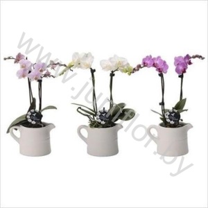 Фаленопсис Phal Kolibri Mix 2 tak in Milk Jug