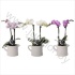 Фаленопсис Phal Kolibri Mix 2 tak in Milk Jug Фаленопсис Phal Kolibri Mix 2 tak in Milk Jug