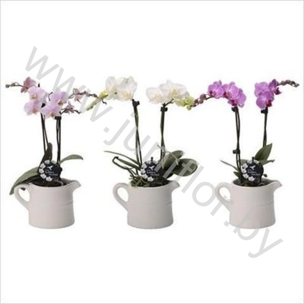 Фаленопсис Phal Kolibri Mix 2 tak in Milk Jug