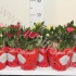 Роза Beaumonde Mixed Роза Beaumonde Mixed