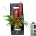 Вризея Coupe Monaco+Hanger+Giftbox Вризея Coupe Monaco+Hanger+Giftbox