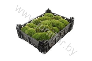 Мох Банмос Gr Moss Bunmos