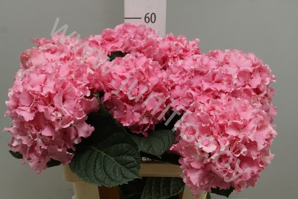 Гортензия Hydrangea Spike Pink