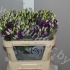 Эустома Lisi du Rosita Blue Эустома Lisi du Rosita Blue