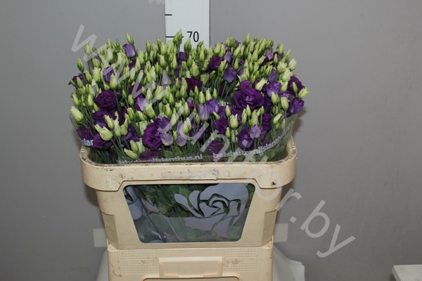Эустома Lisi du Rosita Blue