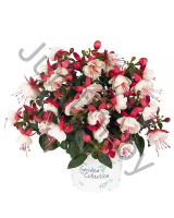 Фуксия Fuchisia Hybrids Aroyo Grande