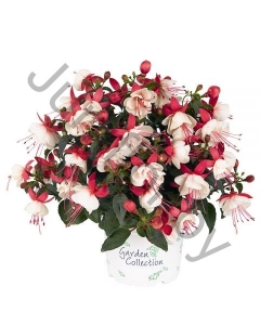 Фуксия Fuchisia Hybrids Aroyo Grande