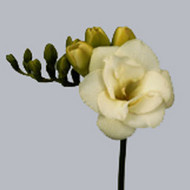 Фрезия  Versailles