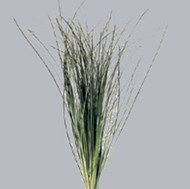 Зелень Beargrass Tenax