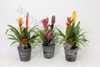 Бромелия Arrangement In Houten pot