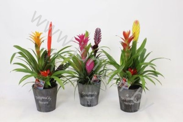 Бромелия Arrangement In Houten pot