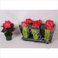 Бегония Premium Elektra Pink