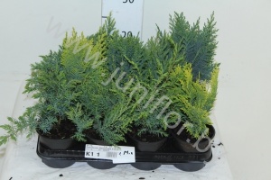 Хвоиник Conifers Gemengd Extra