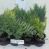 Хвоиник Conifers Gemengd Extra Хвоиник Conifers Gemengd Extra
